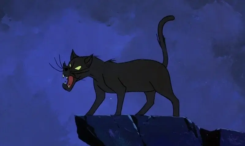 black cat